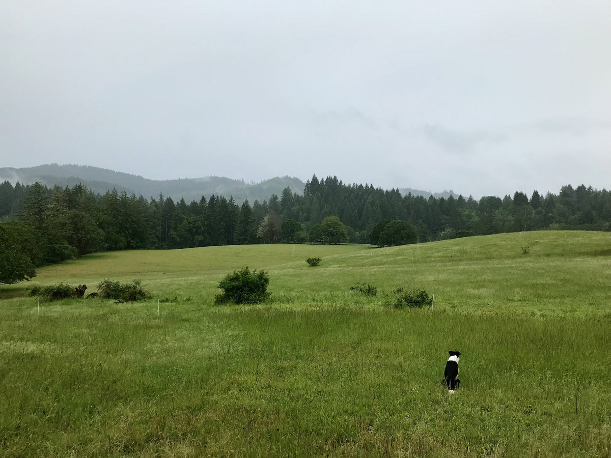 Totum Farm photo