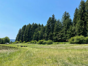 Grass fed cows on green summer pasture Corvallis, Salem, Portland, Philomath, Albany OR