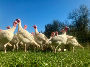 Pasture raised turkeys on green grass Non-gmo  Corvallis, Salem, Portland, Philomath, Albany OR