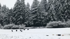 Grass fed cows on pasture frolicking in the snow Corvallis, Salem, Portland, Philomath, Albany OR